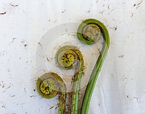 Non-farmed vegetable - Creative studio shot of fiddlehead fern wild vegetables in hilly area