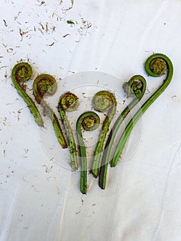 Non-farmed vegetable - Creative studio shot of fiddlehead fern wild vegetables in hilly area of Himachal Pradesh