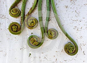 Non-farmed vegetable - Creative studio shot of fiddlehead fern wild vegetables in hilly area of Himachal Pradesh