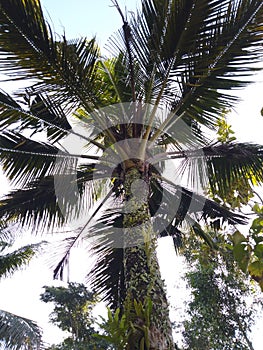 A non-fruitful coconut palm tree