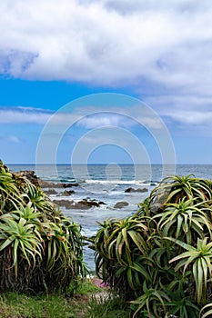 Non-native Aloe at Perkins Park