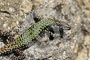 A non-native male Wall Lizard, Podarcis muralis, sunning itself on a stone wall in the UK.