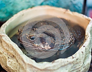 The non-native marine toad, Bufo marinus