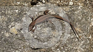 A non-native Wall Lizard, Podarcis muralis, sunning itself on a stone wall in the UK.
