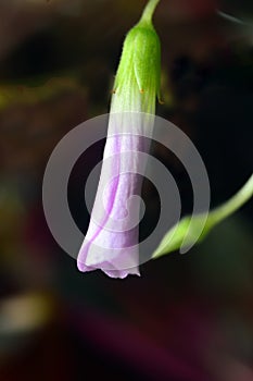 Non-opening lilac bud of houseplant acidic Latin Oxalis