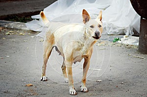 A non-pedigreed abandoned dog on the street