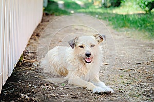 A non-pedigreed dog lies on the ground.