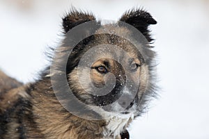 non-pedigreed dog looking forward cautiously and attentive in snow winter day