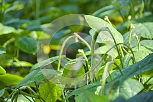 Non-toxic bean plot in garden Park in the middle of Bangkok, Thailand