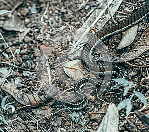 Non-toxic snake in sri lanka