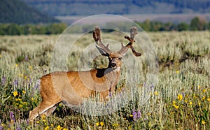 Non-typical Mule Deer and friend