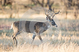 Non-typical whitetail buck