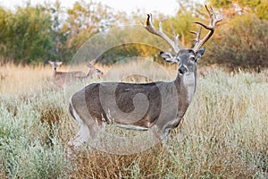 Non-typical whitetail buck