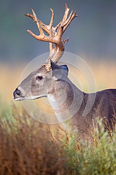 Non-typical whitetail buck