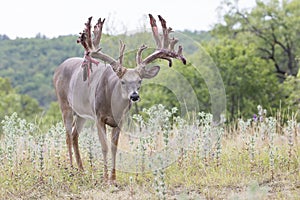 Non-typical Whitetail buck coming out of velvet