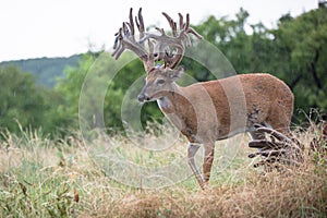 Non-typical whitetail buck with numerous points