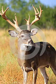 Non-typical whitetail buck portrait