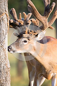 Non-typical whitetail buck rubbing antlers on tree