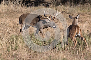 Non-typical whitetail buck running off spike buck
