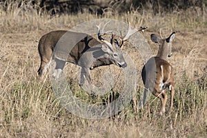 Non-typical whitetail buck running off spike yearling