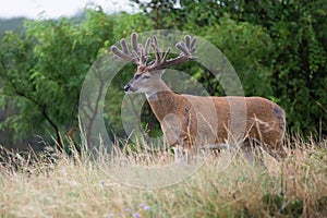 Non-typical whitetail buck standing near opening