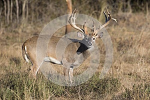 Non typical Whitetail Buck in Texas