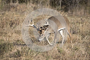 Non typical whitetail buck on trail of doe