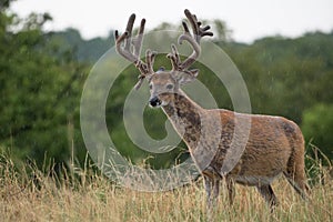 Non-typical whitetail buck in velvet in rain