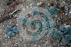 Non vascular land plant unique found in Yogyakarta, Indonesia.