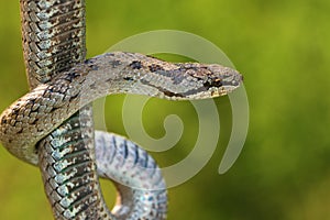 Non venomous Smooth snake, Coronella austriaca