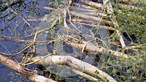 Non Venomous Snake with Yellow Ears Swims in an Overgrown Pond, Looking for Prey