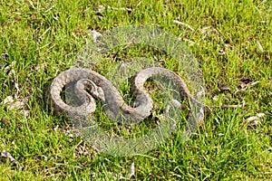 Non-venomous water snake