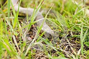 Non-venomous water snake