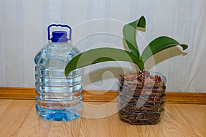 Non-waste pot for orchid flower from plastic water bottle