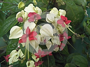 Nona ate white betel is an ornamental flower