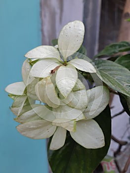 Nona makan siri or Clerodendrum thomsoniae is a kind of decorative climbing plant belonging to the Lamiaceae tribe