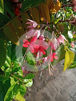 Nona makan sirih flower or Clerodendrum thomsoniae