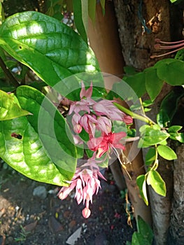 Nona makan sirih flower or Clerodendrum thomsoniae