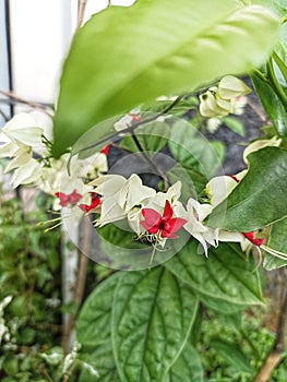 Nona makan sirih flowers grow beautifully in front of the yard