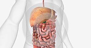 The Nonalcoholic Fatty Liver Disease (NAFLD photo