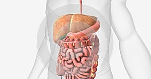 The Nonalcoholic Fatty Liver Disease (NAFLD photo