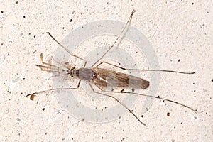 Nonbiting midge Chironomus sp. posed on a concrete wall