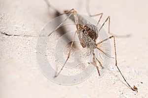 Nonbiting midge Chironomus sp. posed on a concrete wall
