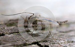 Nonbiting midget, chiromidae on wood