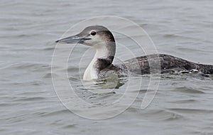 Nonbreeding adult Common Loon Gavia immer swimmin in the ocean, close up