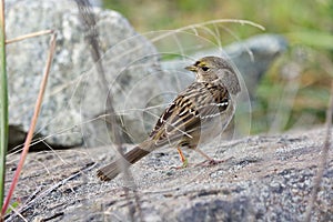 Nonbreeding adult Golden-crowned Sparrow stands on rock in the fall