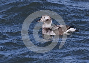 Nonbreeding female Long-tailed Duck or Oldsquaw Clangula hyemalis