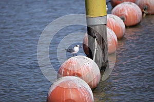 Nonbreeding Forster's Tern