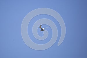 Nonbreeding Forster\'s Tern Flying
