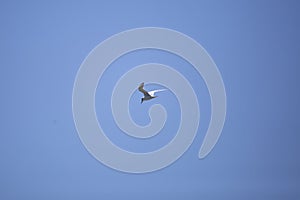 Nonbreeding Forster\'s Tern Flying